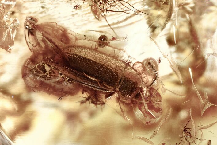 Fossil Hairy Fungus Beetle and Dark-Winged Fungus Gnat in Baltic Amber #328161